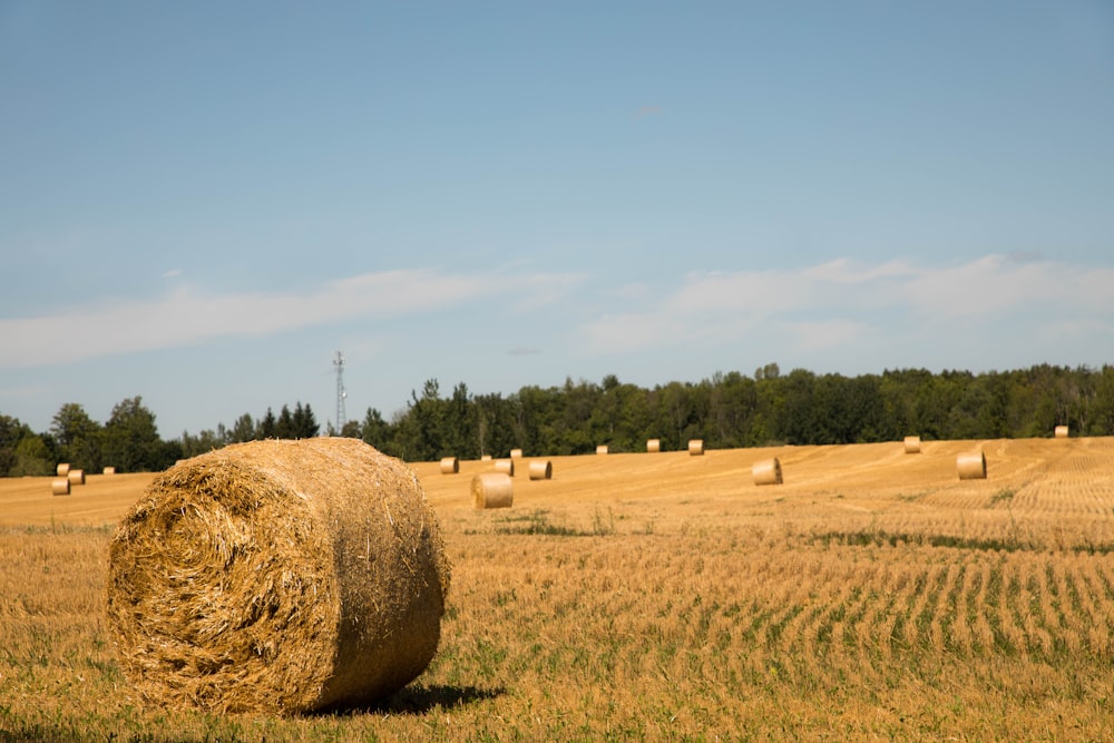 hay on grass