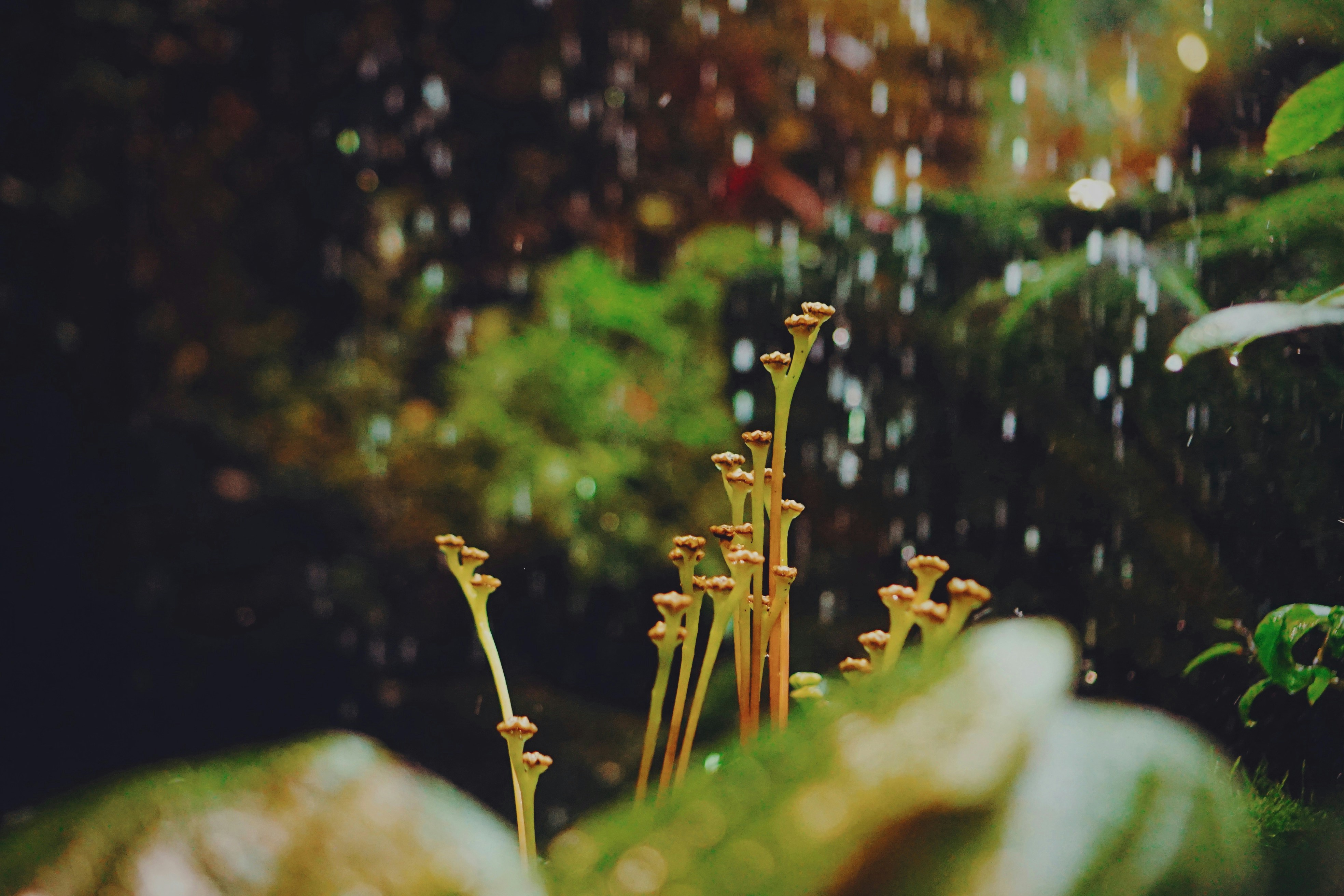 Sel felaketinin ardından çamurlu topraktan filizlenen taze yeşil bir çiçek ve gökyüzünde beliren umut dolu bir gökkuşağı manzarası.