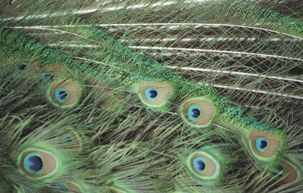closeup photo of peacock feather