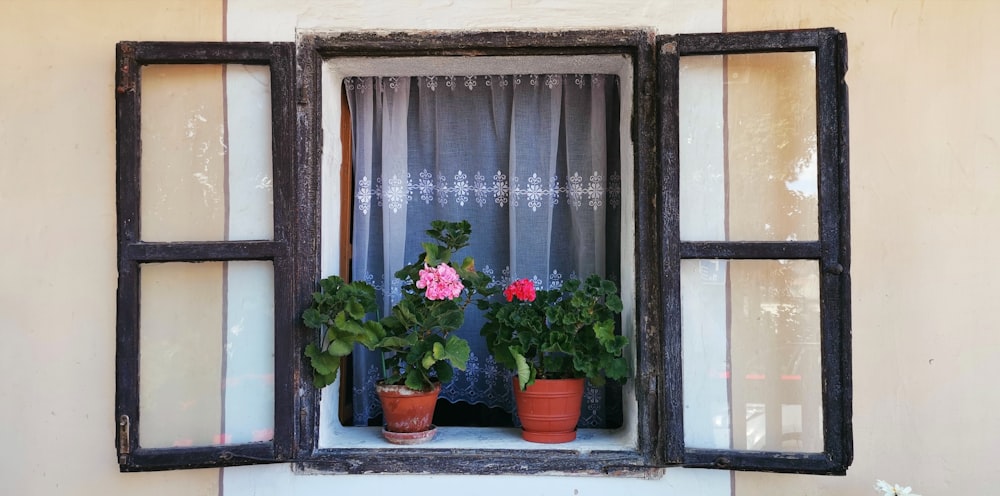 two pink and red flowers on window frame