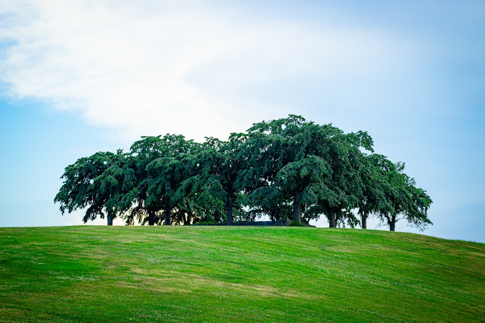 green trees during daytime