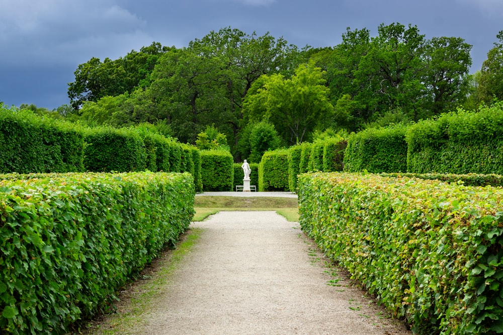 green bushes surrounded with tall and green trees under blue and white sky during daytime