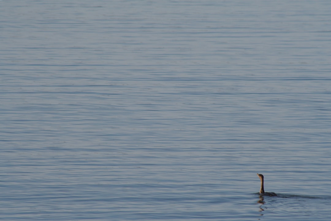 animal on water