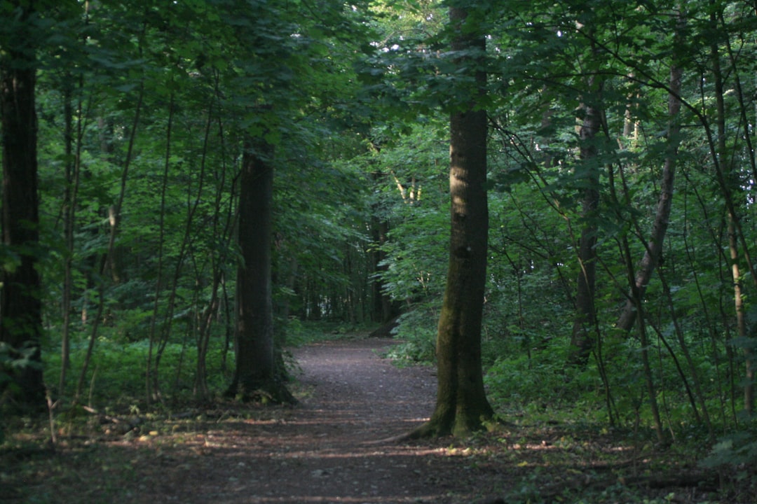 green trees during daytime