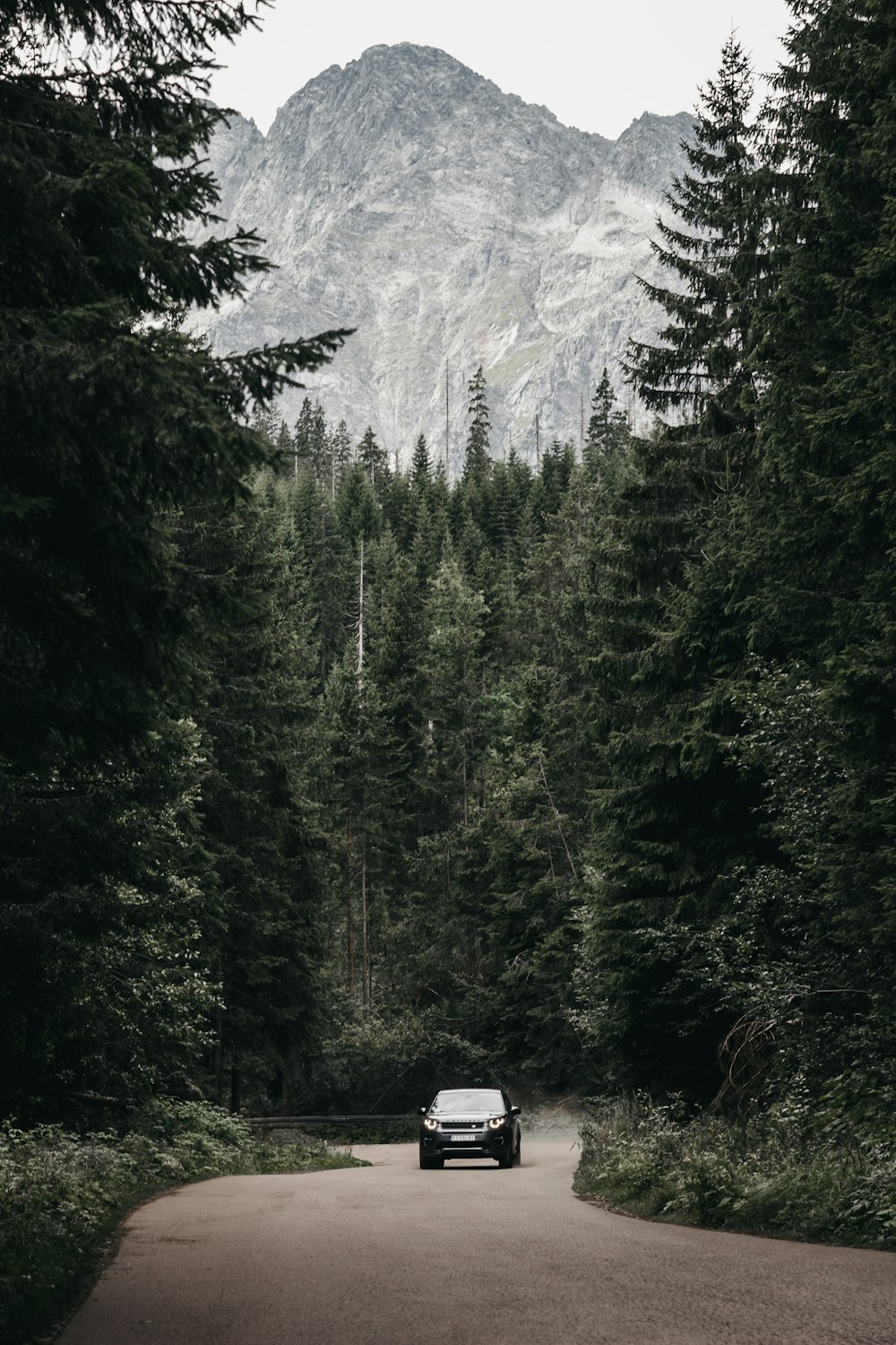 vehicle on road between trees during daytime