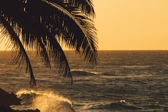 A serene beach at sunset with gentle waves and a palm tree silhouette.