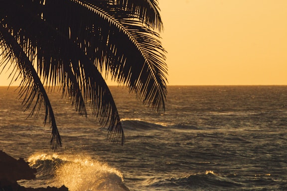 A serene beach at sunset with gentle waves and a palm tree silhouette.