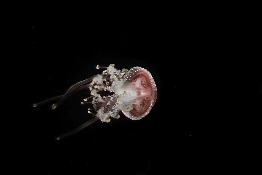 grey and red jellyfish