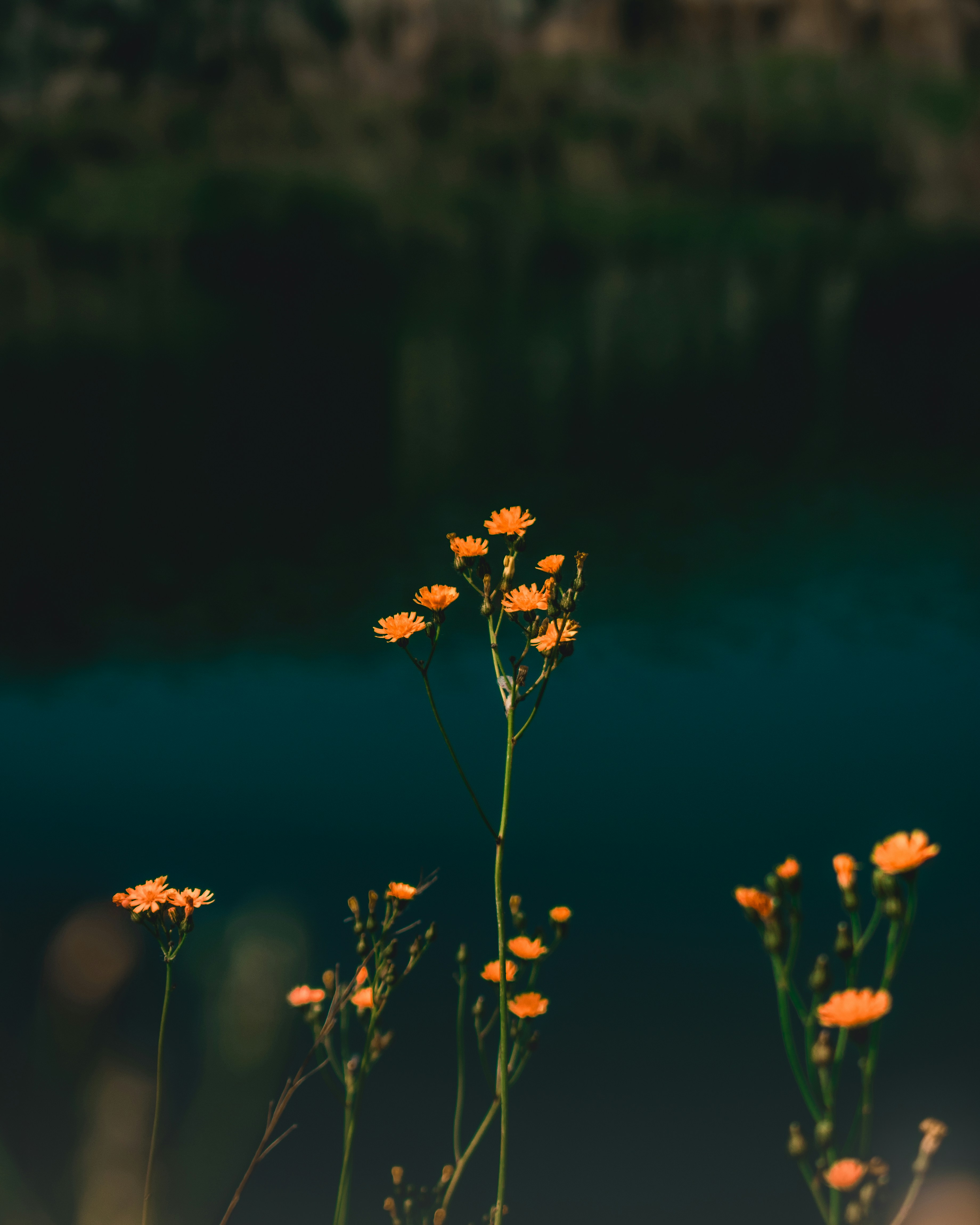 Photo by elirotshots