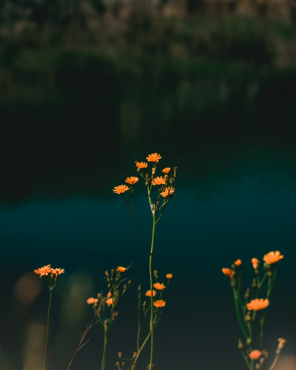 orange flowers