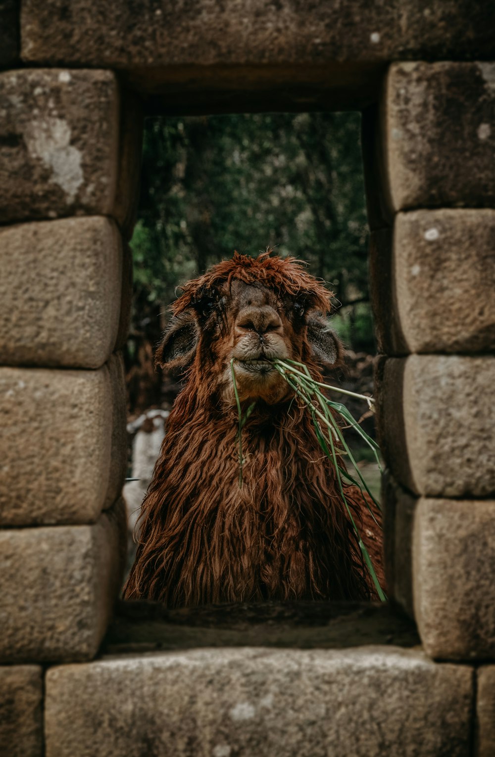 brown goat inside wall