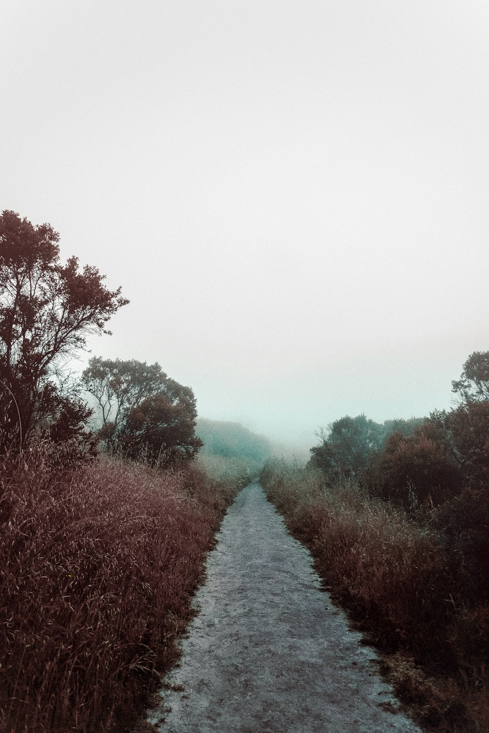 pathway between grasses and trees