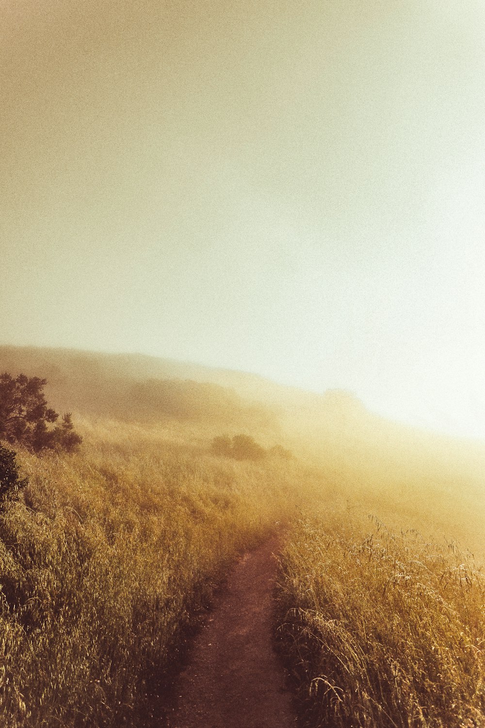 pathway between grasses