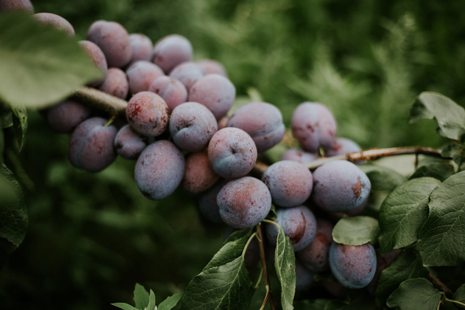 Damsons on the branch