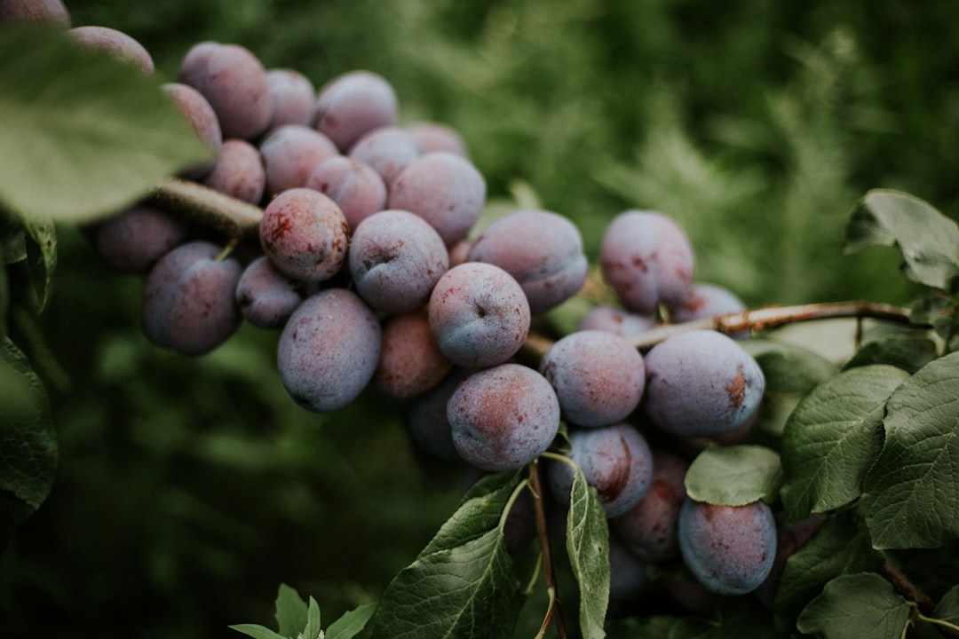 grape fruits