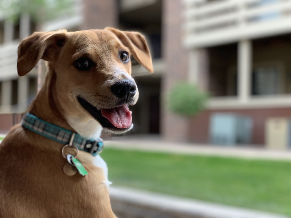 緑の首輪を持つ短毛の茶色の子犬