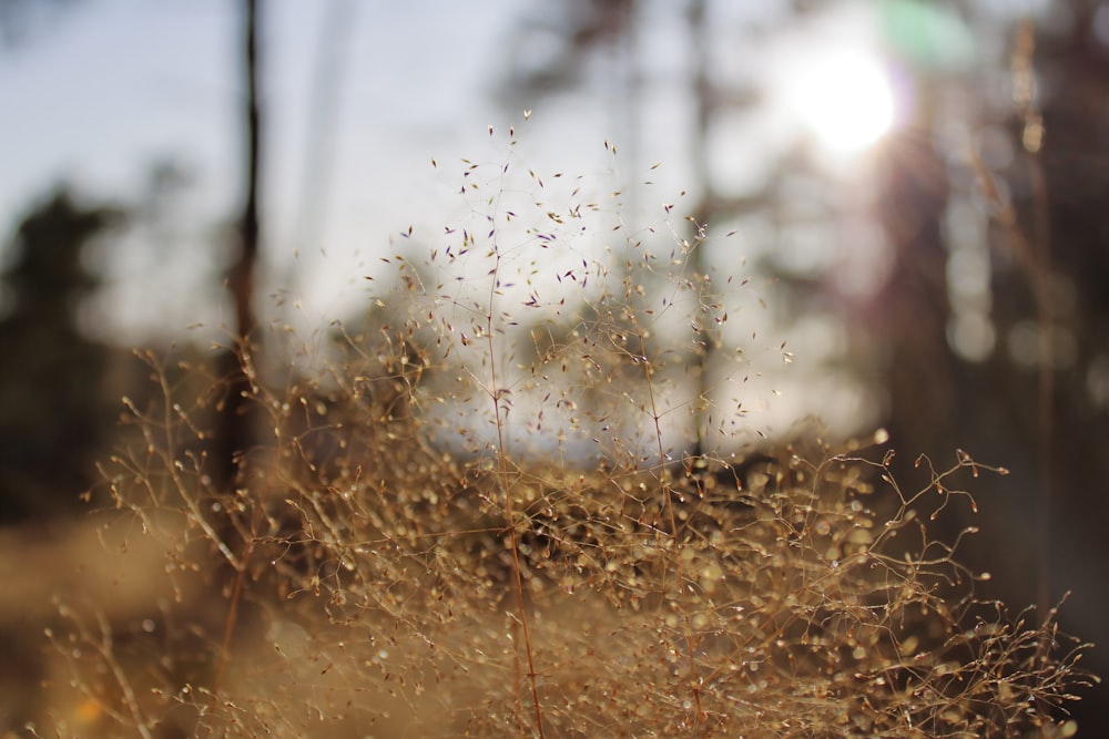 brown grass