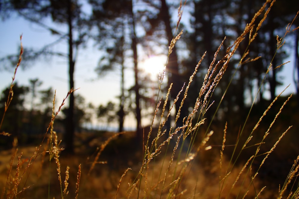 macro photography of brown plants and trees