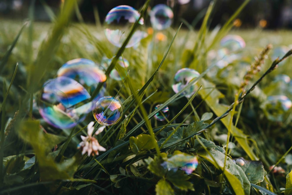 burbujas cerca de la planta