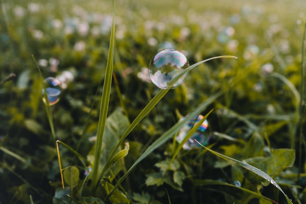 water dew on green plant