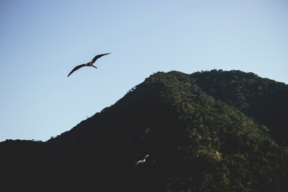 bird flying by the mountain