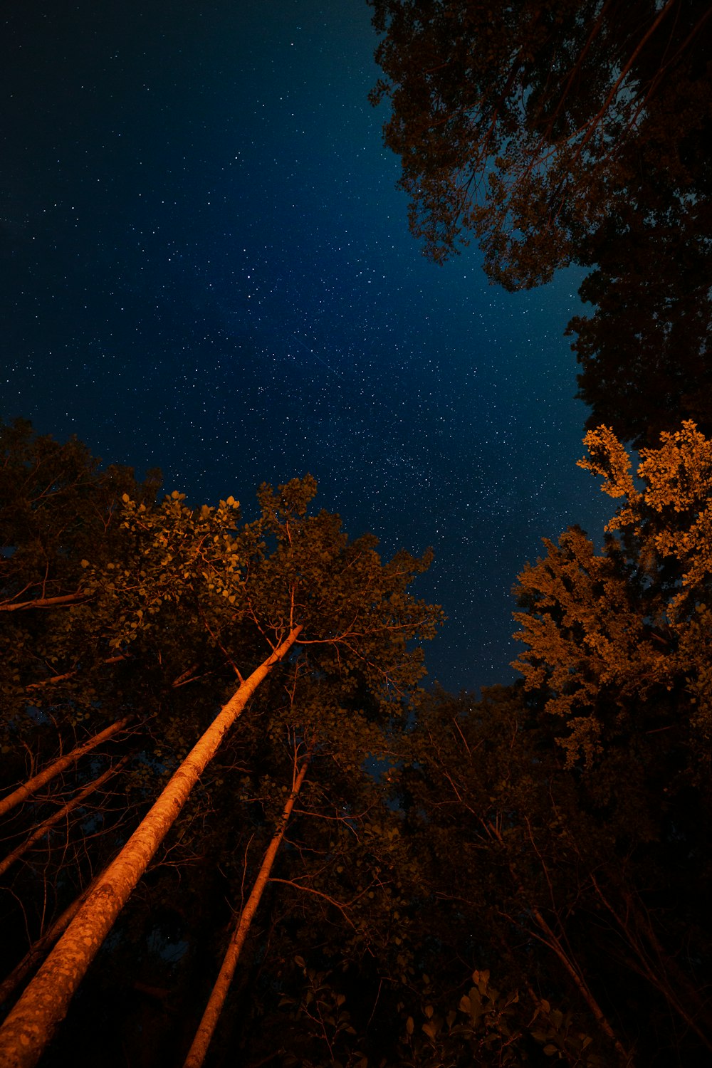 Fotografia ad angolo basso di alberi a foglia verde durante il giorno