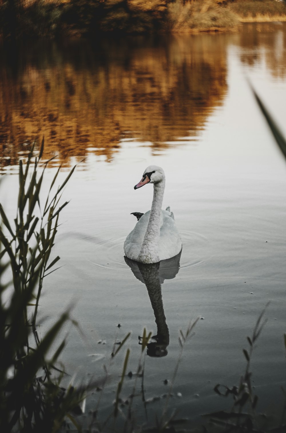 white and black swan in body of water during daytime