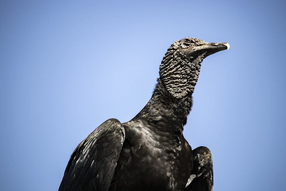 macro photography of black eagle