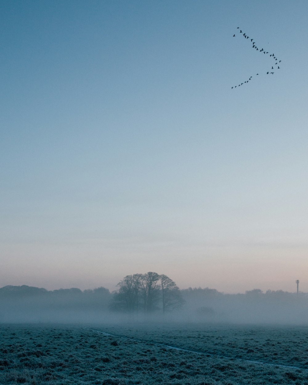 trees under white fogs