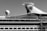A sidelong view of a large cruise ship with a prominent glass-covered upper deck and a distinctive logo on the smokestack. The ship's design incorporates a variety of geometric shapes, with a sphere-like structure also visible on the deck.