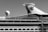A sidelong view of a large cruise ship with a prominent glass-covered upper deck and a distinctive logo on the smokestack. The ship's design incorporates a variety of geometric shapes, with a sphere-like structure also visible on the deck.