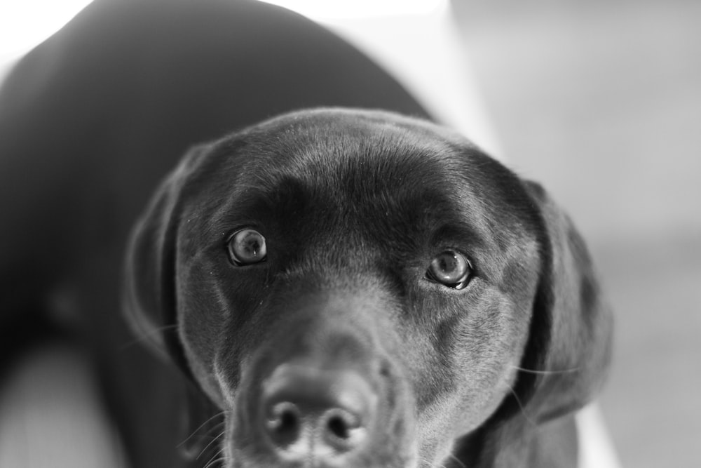 grayscale photography of Labrador retriever