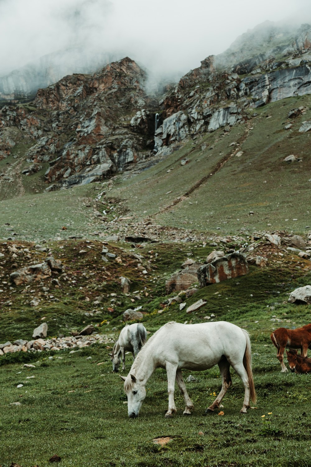 cavalli bianchi e marroni che mangiano erbe in campo verde che osservano la montagna sotto il cielo bianco e grigio durante il giorno
