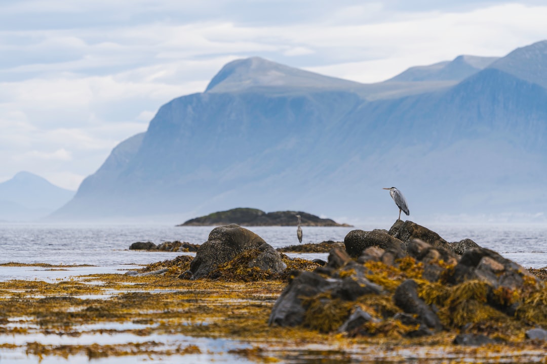 two birds on rocky shore during day