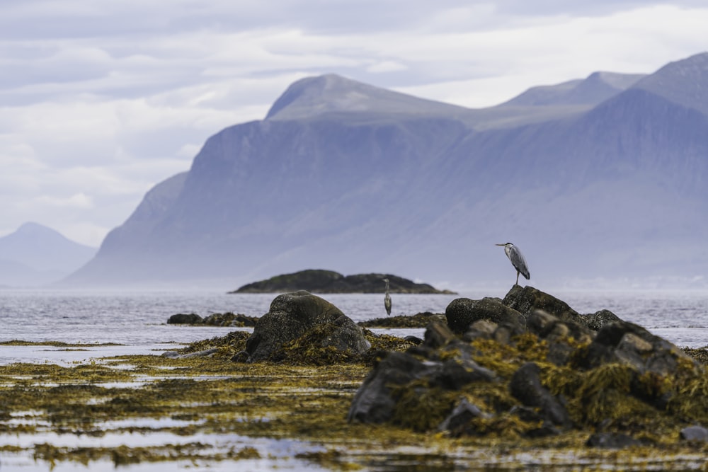 two birds on rocky shore during day