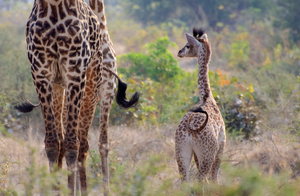 adult giraffe and giraffe calf on grass during day