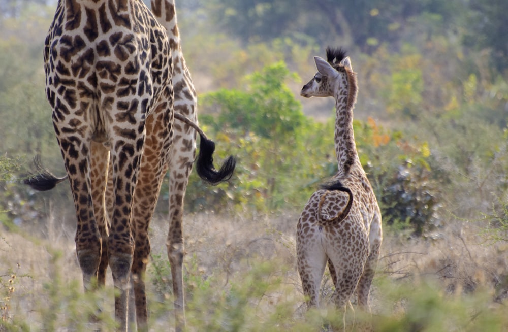 adult giraffe and giraffe calf on grass during day