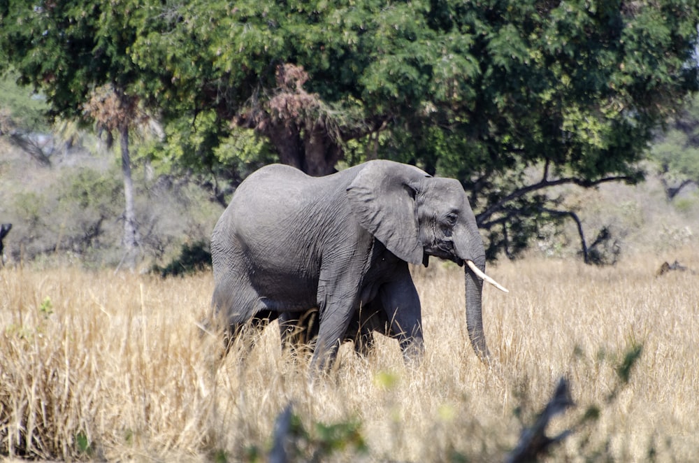 shallow focus photo of gray elephant