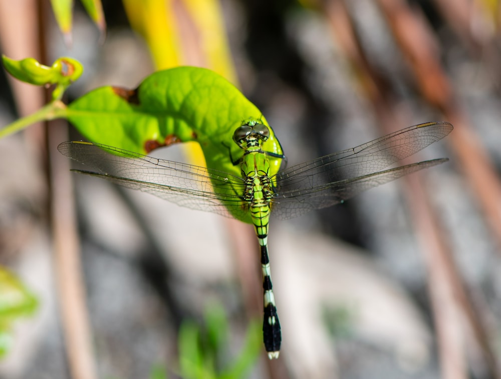 shallow focus photo of green and white dragonfly