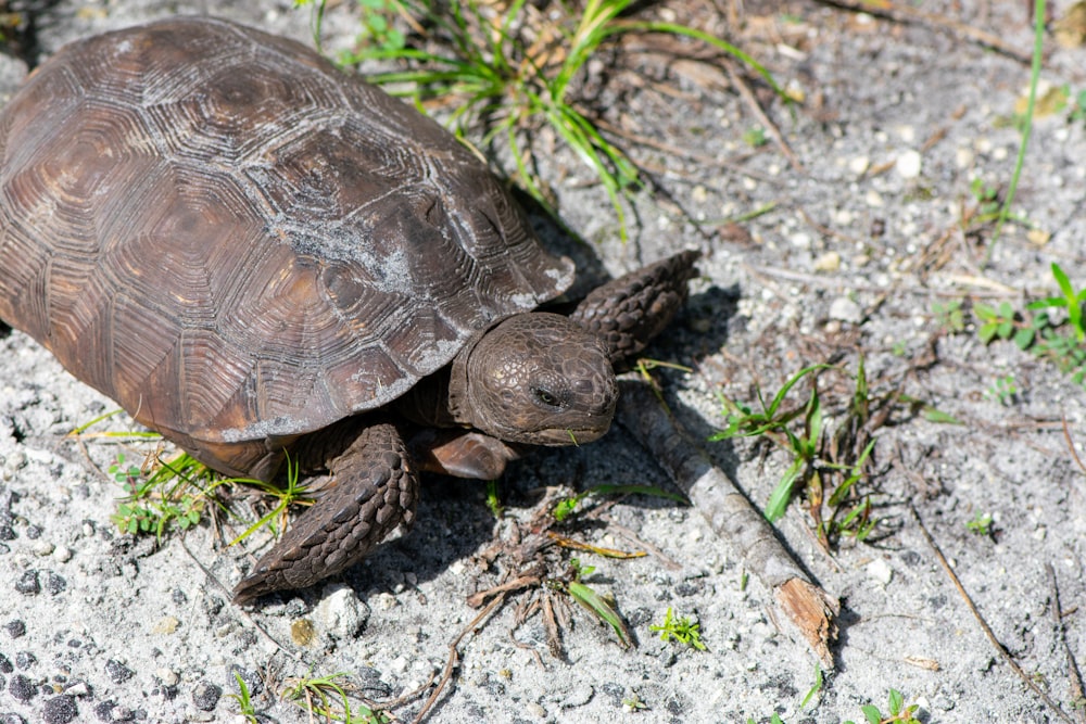 brown turtle