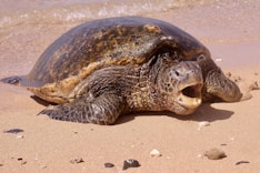 brown seaturtle on shore