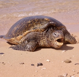 brown seaturtle on shore