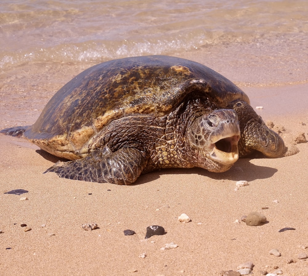 brown seaturtle on shore