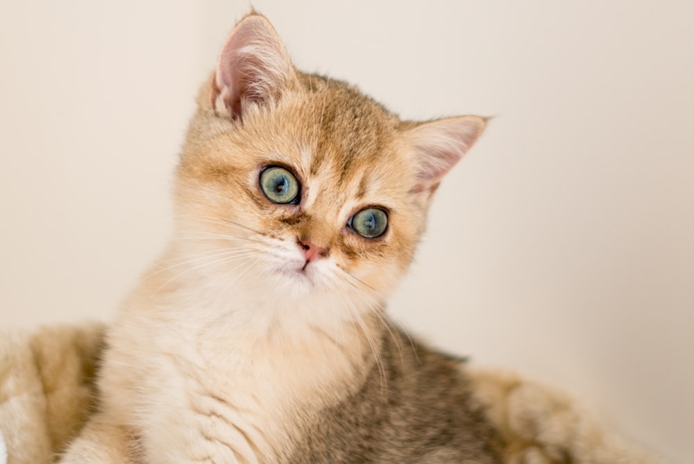 shallow focus photo of orange kitten