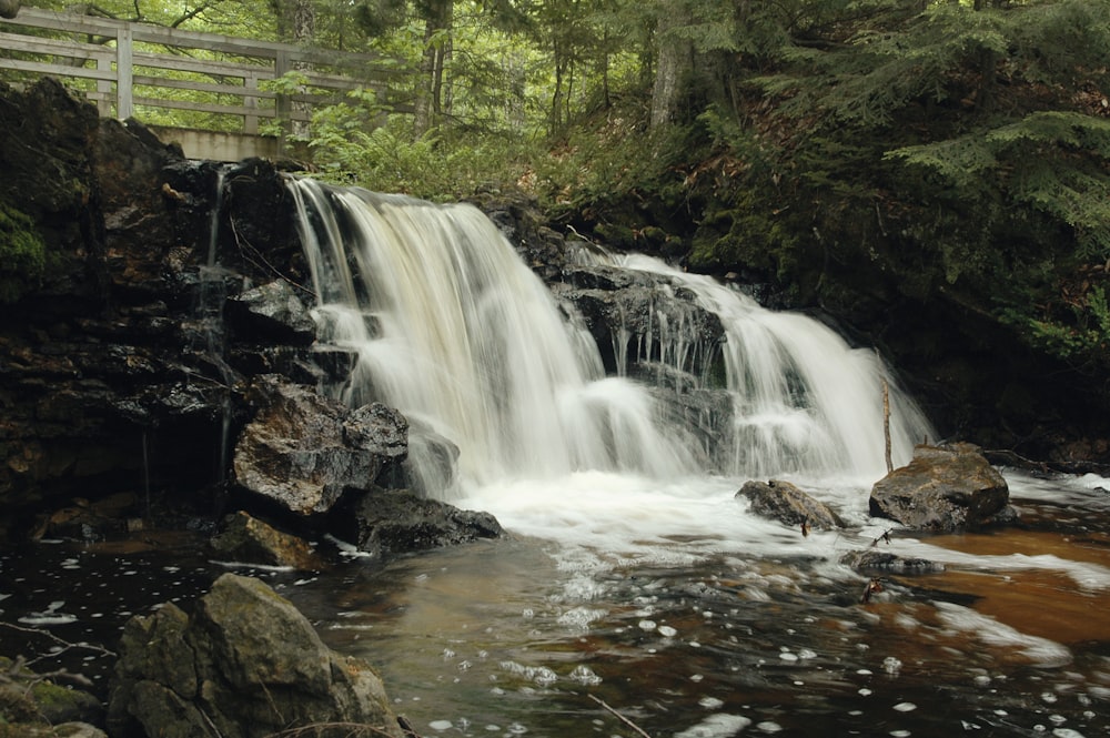 river in forest at daytime'