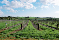 A charming vineyard landscape in Saône-et-Loire with rows of grapevines under a blue sky.
