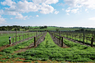 A charming vineyard landscape in Saône-et-Loire with rows of grapevines under a blue sky.