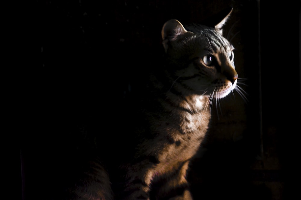 Foto de enfoque superficial de gato marrón