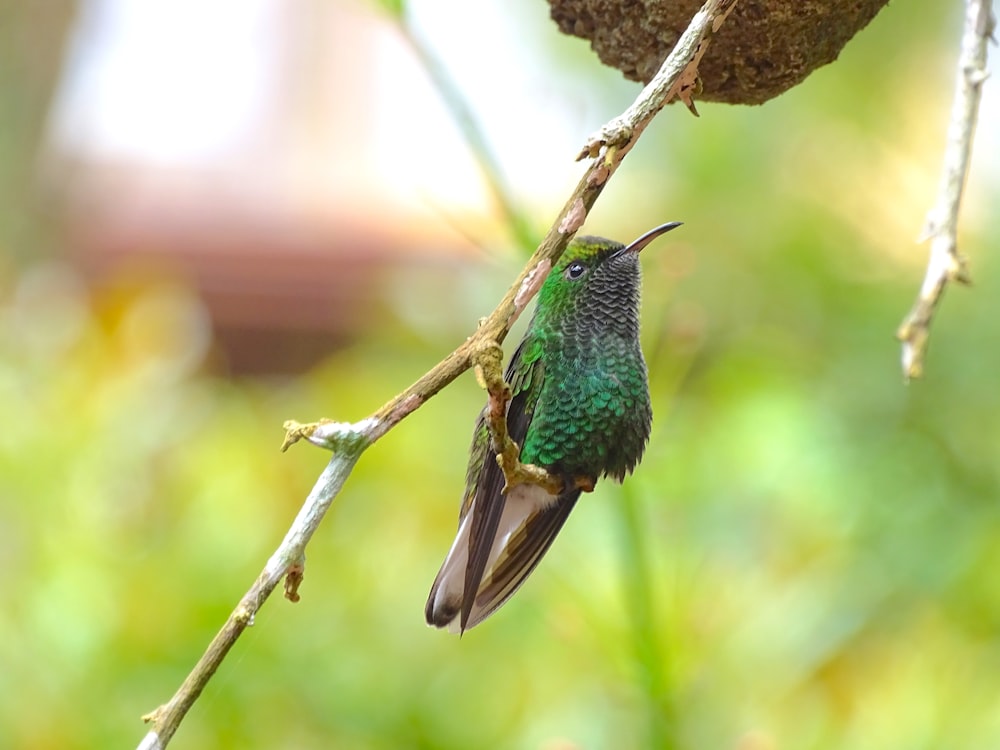 macro photography of green bird on tree branch
