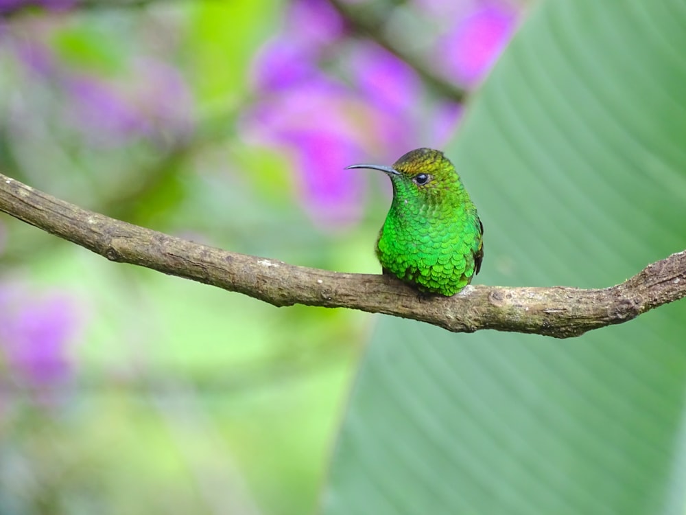 green bird